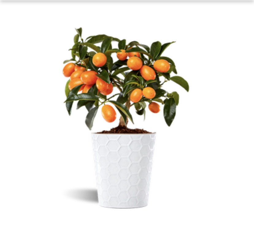 Product Nagami kumquat