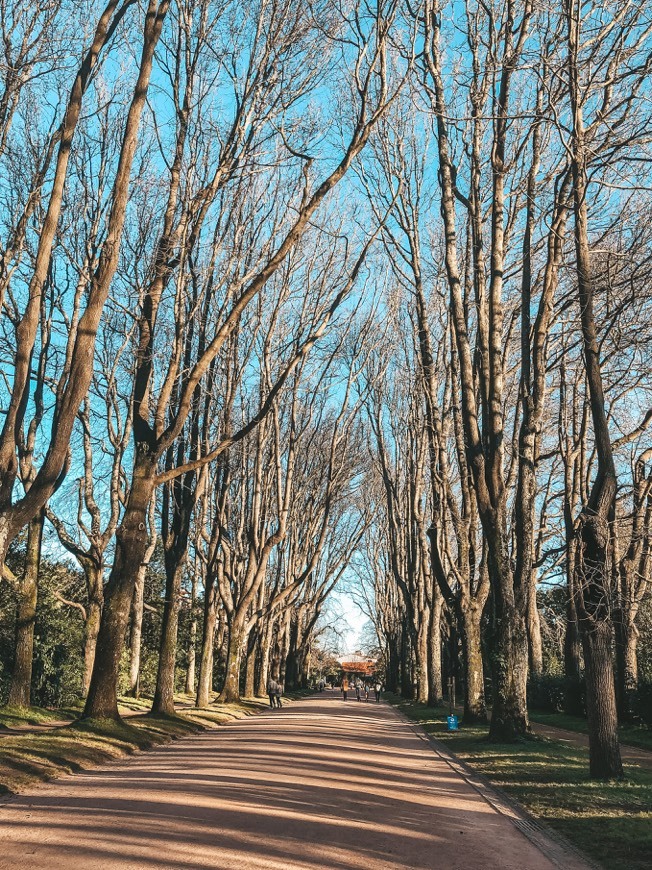 Lugar Fundação Serralves