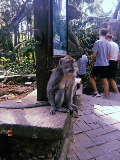 Sacred Monkey Forest Sanctuary