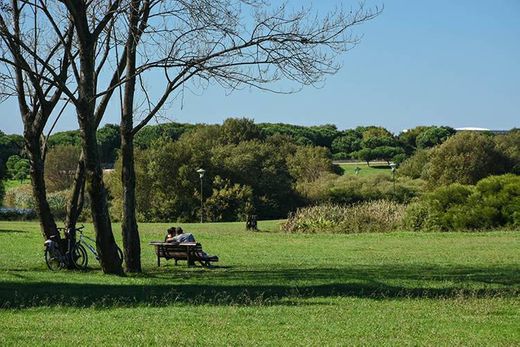 Parque da Cidade do Porto🌞Porto City Park #free