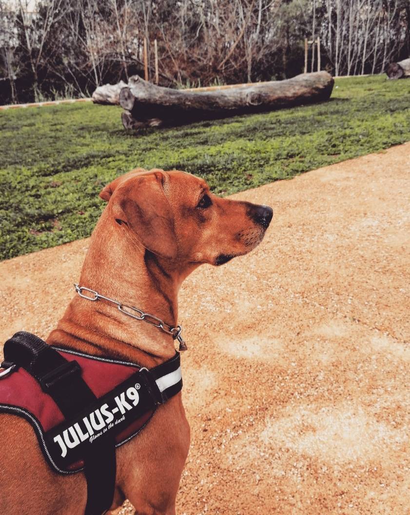 Products Julius K9 Harness