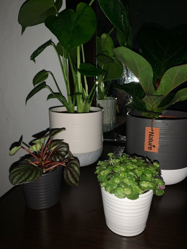 Social Plantas 🌱 