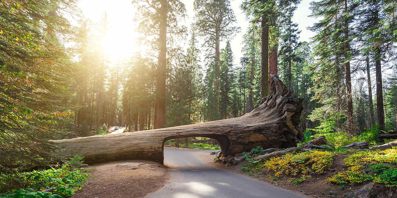 Place Sequoia National Park