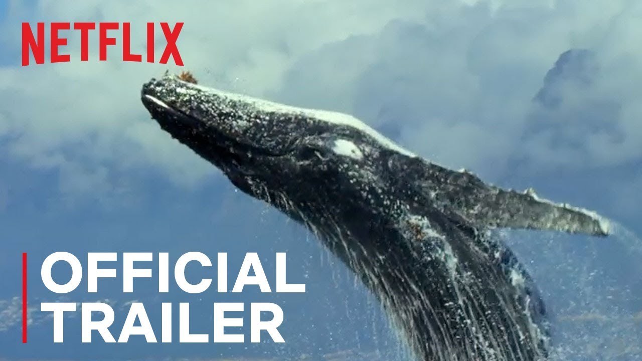 Nuestro planeta (Our Planet) | Netflix