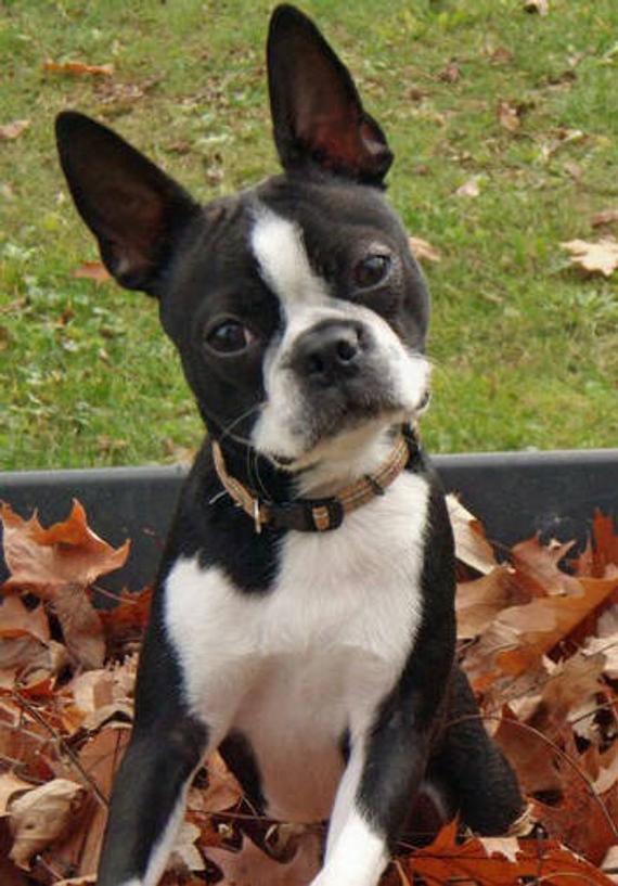 Products Boston Terrier