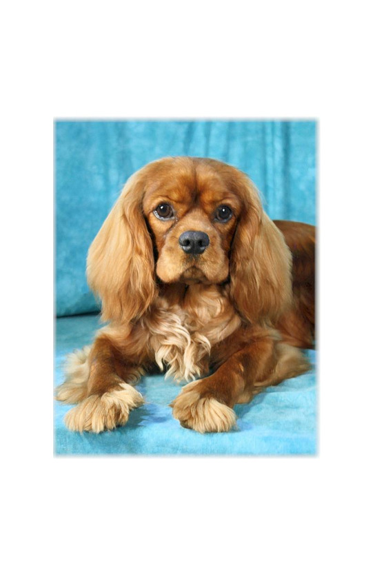 Products Cavalier King Charles Spaniel