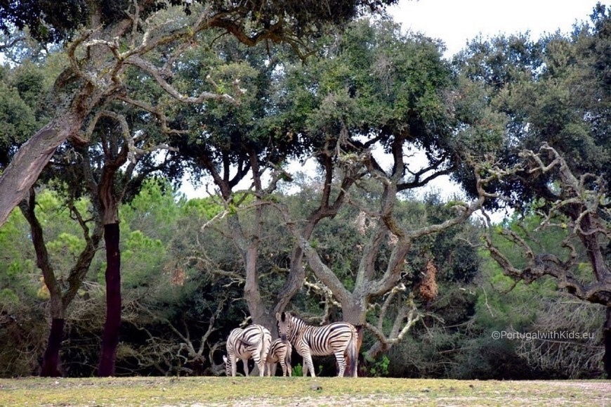 Place Badoca Safari Park