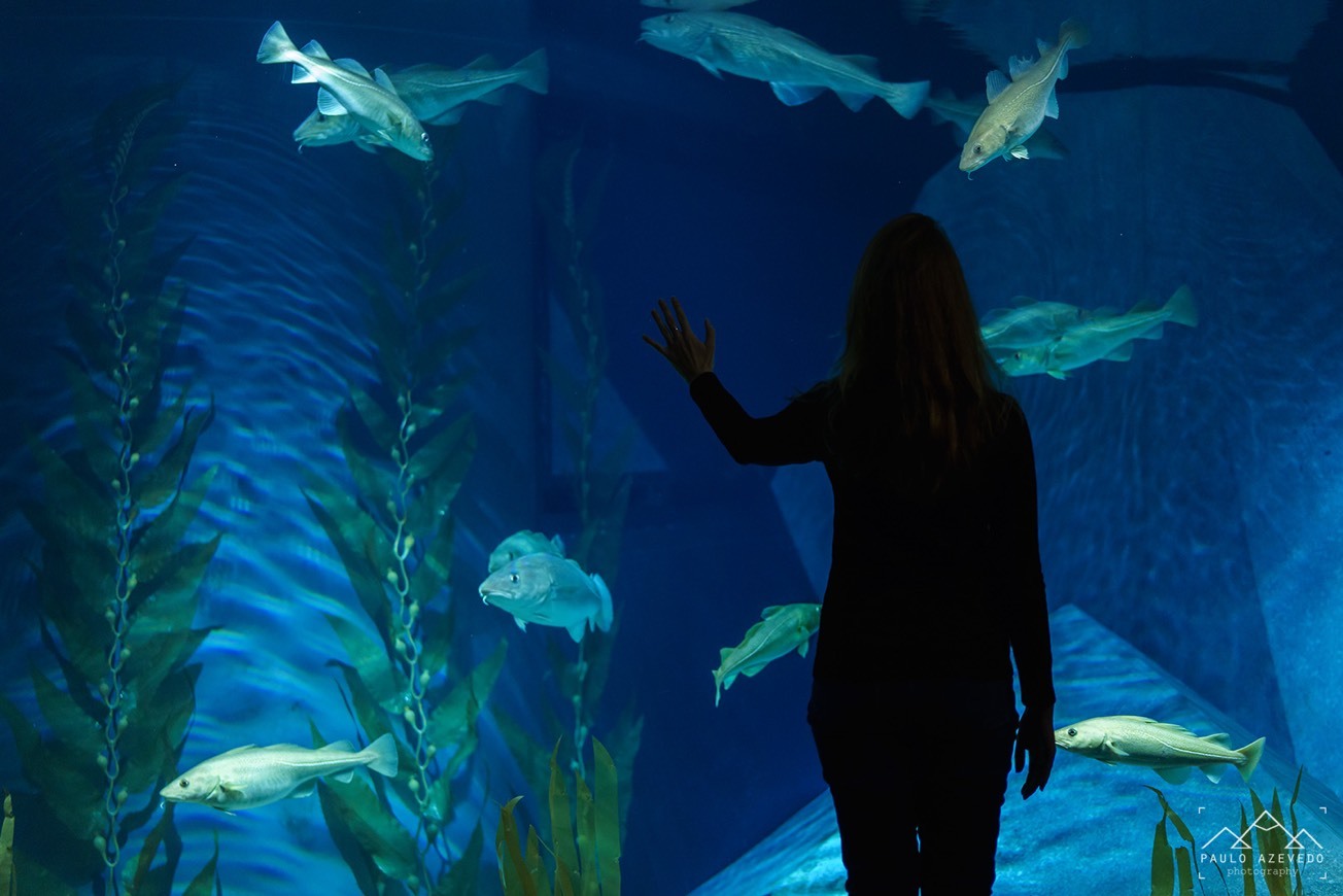 Place Museu Marítimo de Ílhavo e Aquário dos Bacalhaus