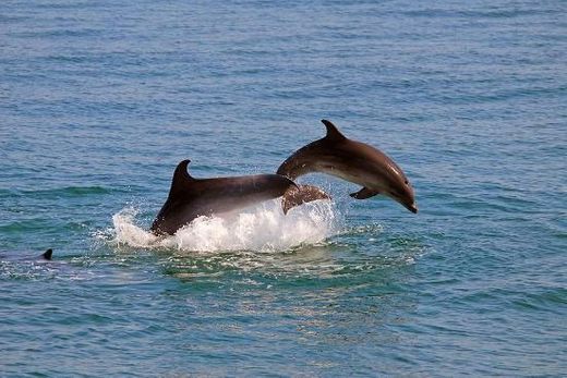 Golfinhos em Setúbal - Rotas do Sal