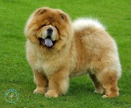 Chow-Chow