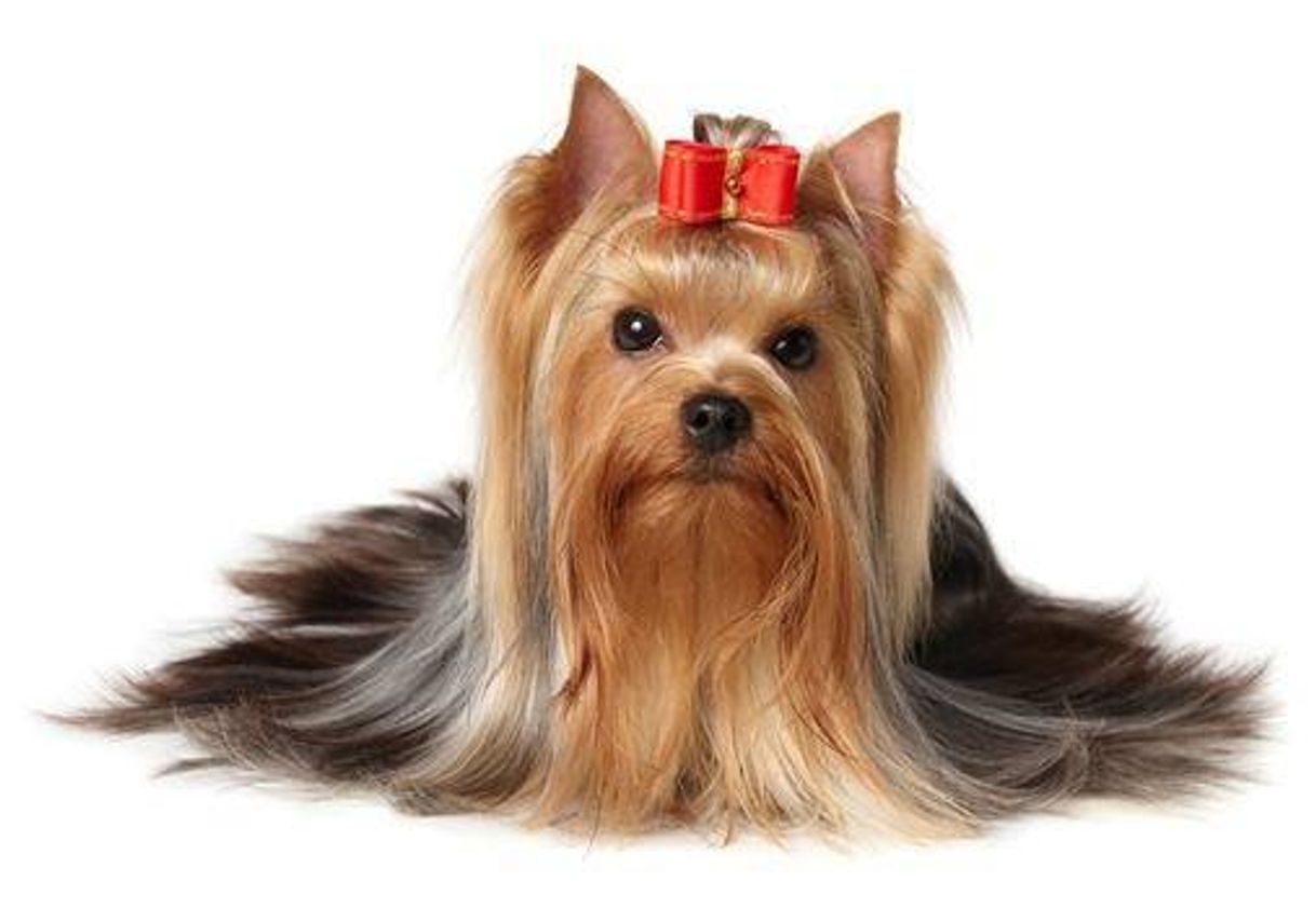 Moda Yorkshire Terrier