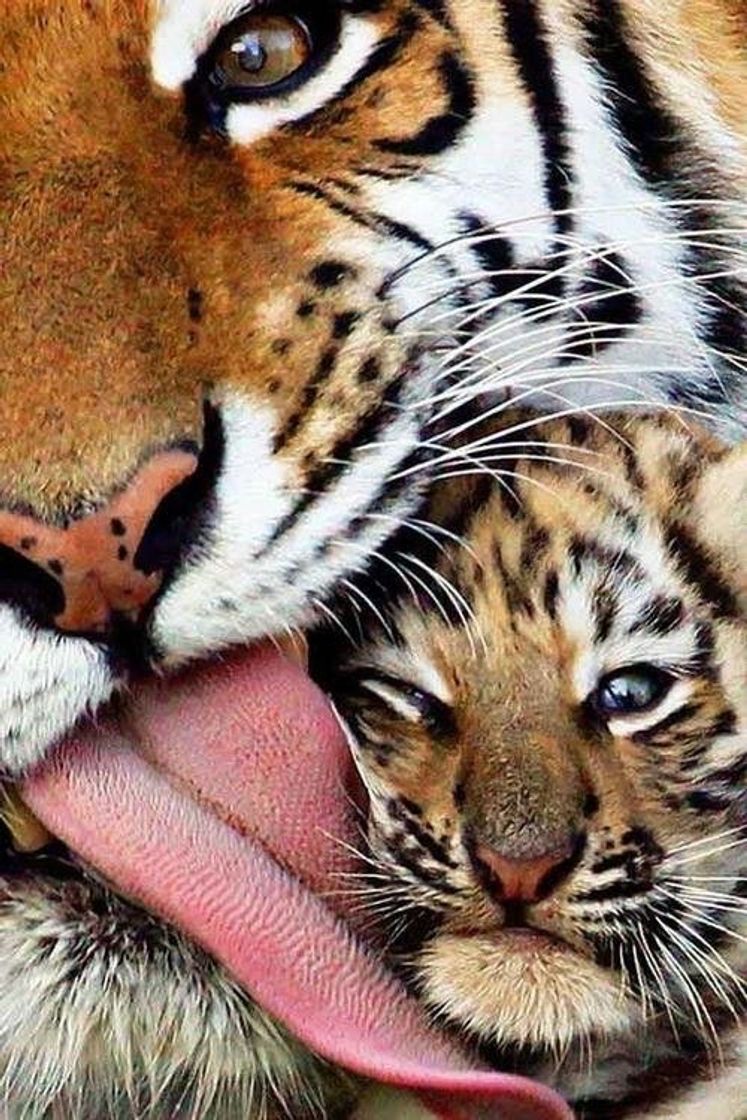 Social Tiger 