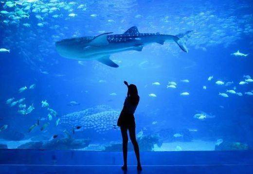 Lugar Oceanário de Lisboa 