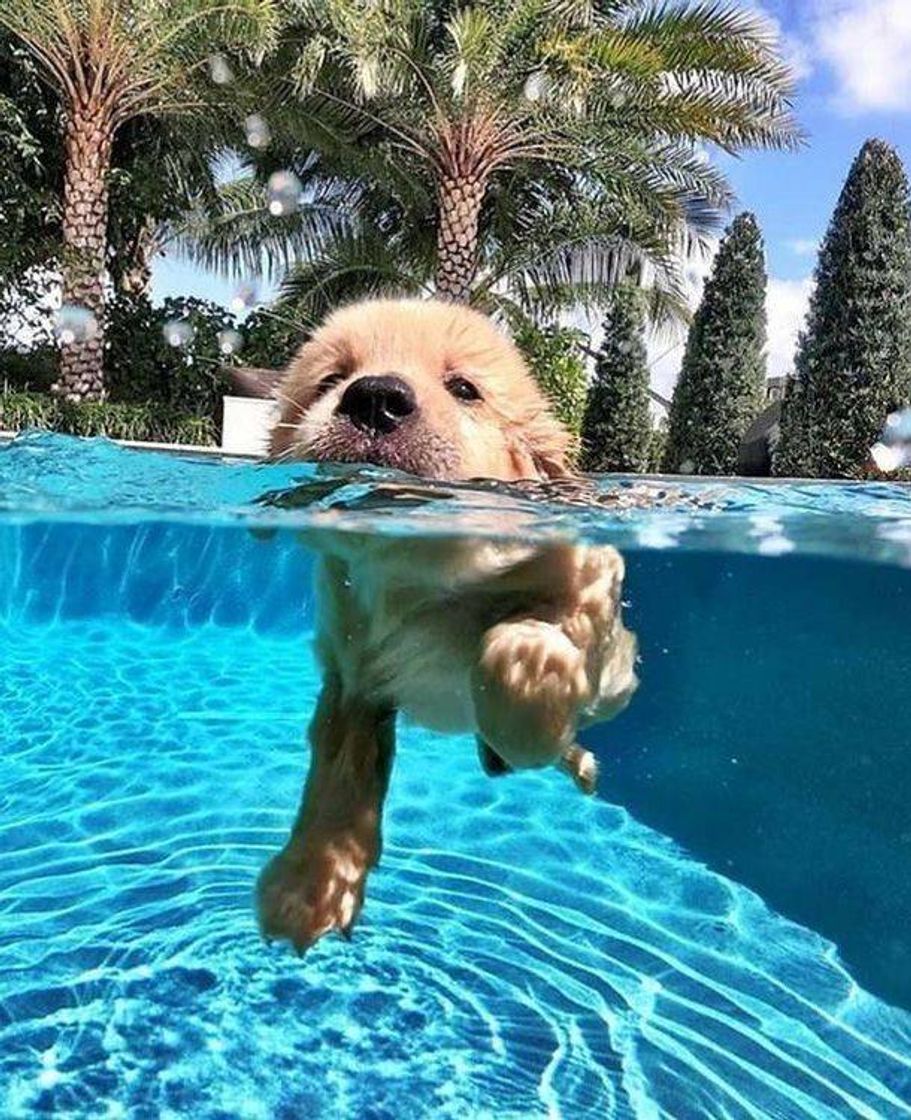 Moda Dog in the water🌊💧🌧️