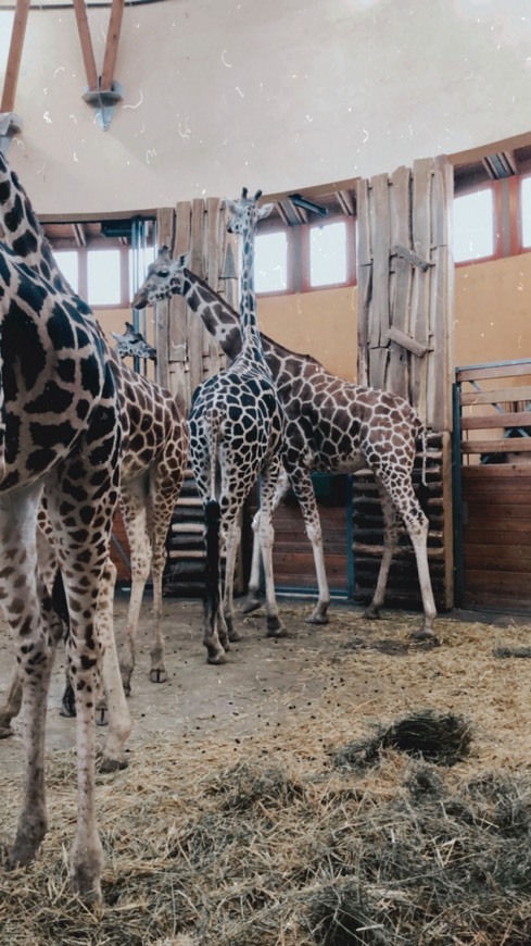 Place Zoológico y Jardín botánico de Budapest