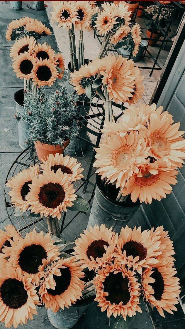 Social Plano de fundo