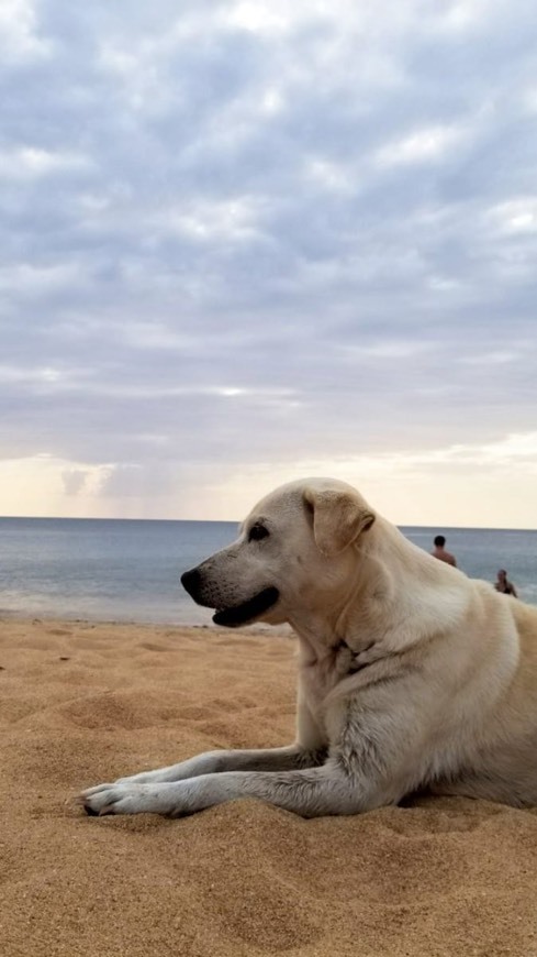 Lugar Naiyang Beach