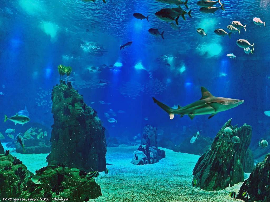 Place Oceanário de Lisboa 