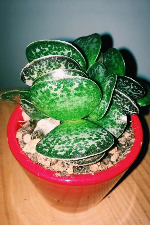 Moda Adromischus rupicola