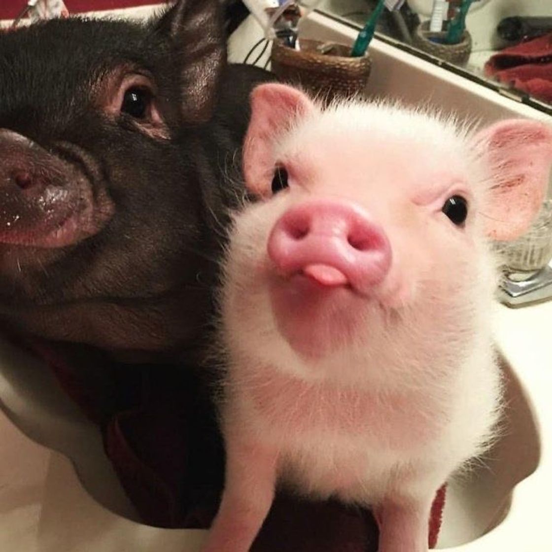 Moda mini pig❤️