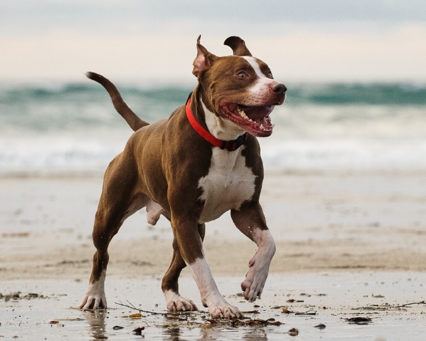 Fashion American pit bull terrier 