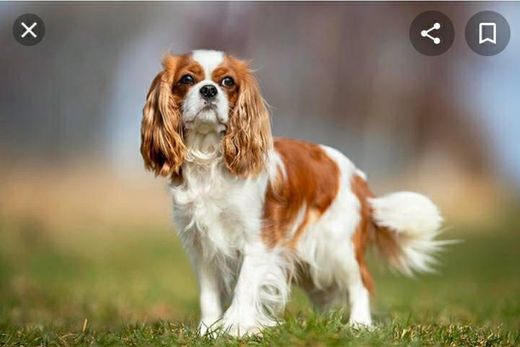 Raça  Cavalier king charles spaniel