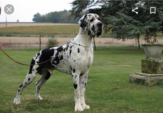 Raça Dogue Alemão 