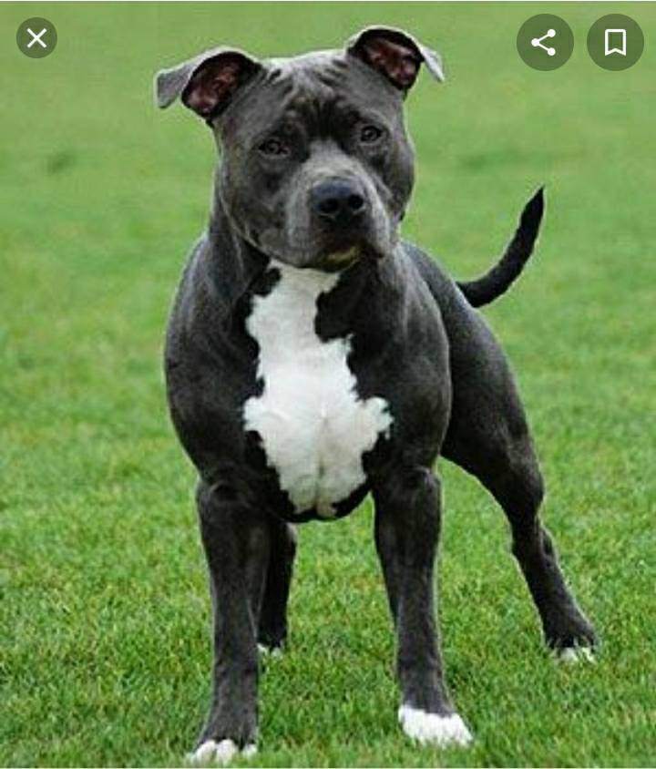 Moda Raça American staffordshire terrier