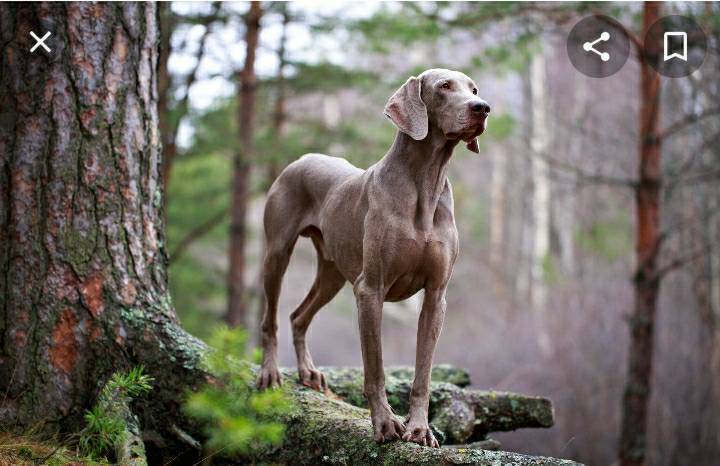 Fashion Raça Weimaraner