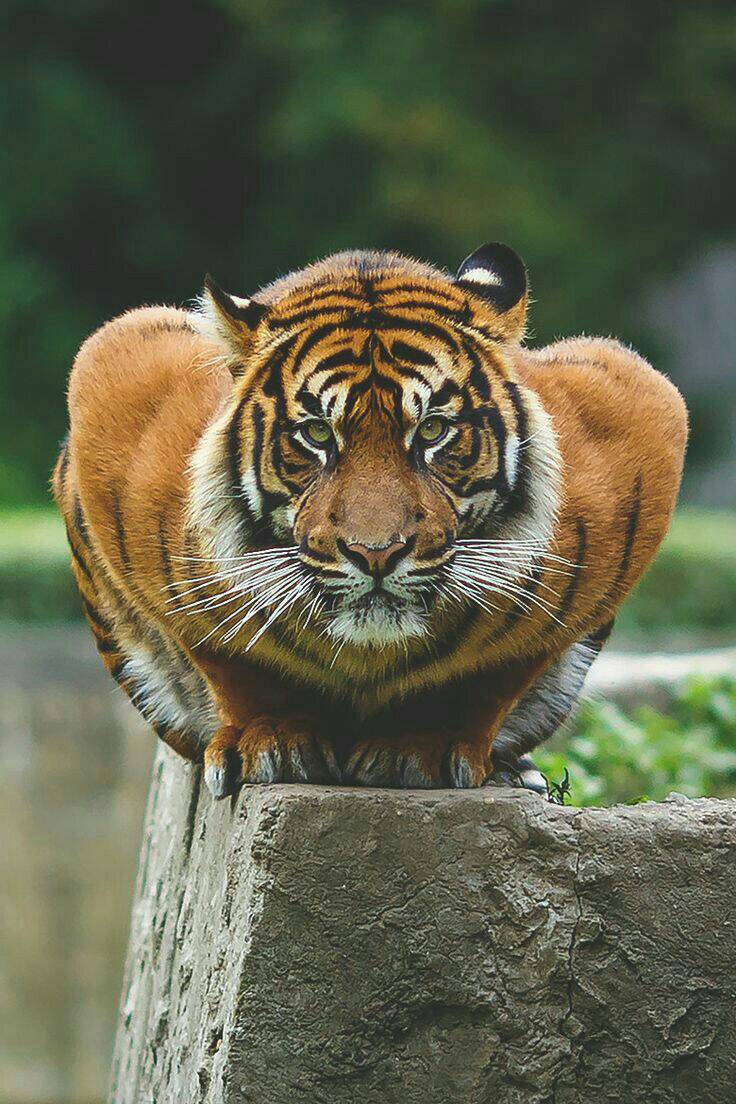 Fashion Tiger photo