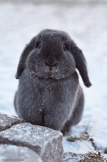 The bunny 🐰