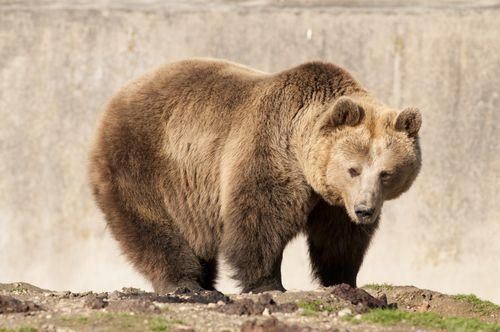 Moda Urso do Parte Todos 