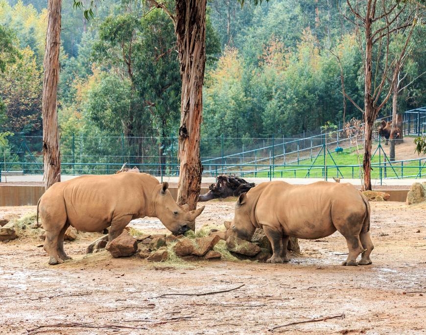 Place Zoo Santo Inácio