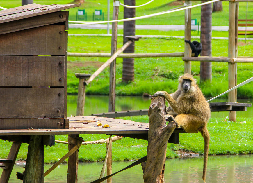 Lugar Jardim Zoológico de Goiânia