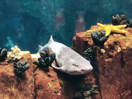 Oceanario de Lisboa