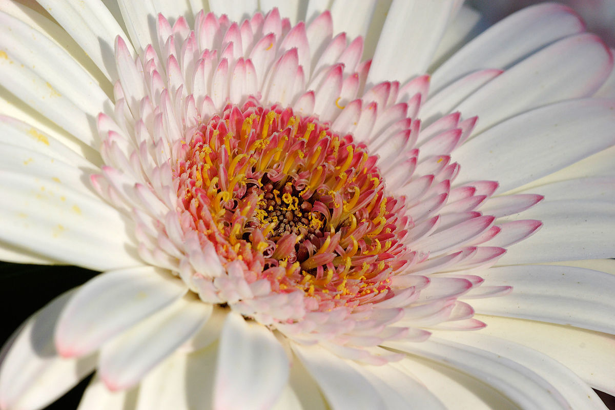 Fashion Gerbera - Wikipedia