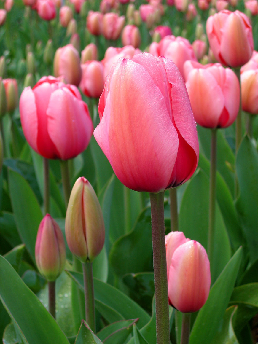 Fashion Tulip - Wikipedia