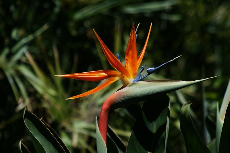 Moda Strelitzia reginae - Wikipedia, la enciclopedia libre