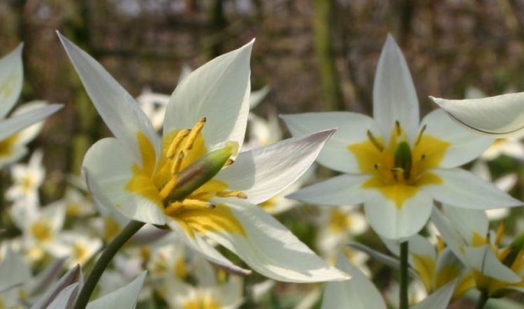 Fashion Tulipa turkestanica - Wikipedia