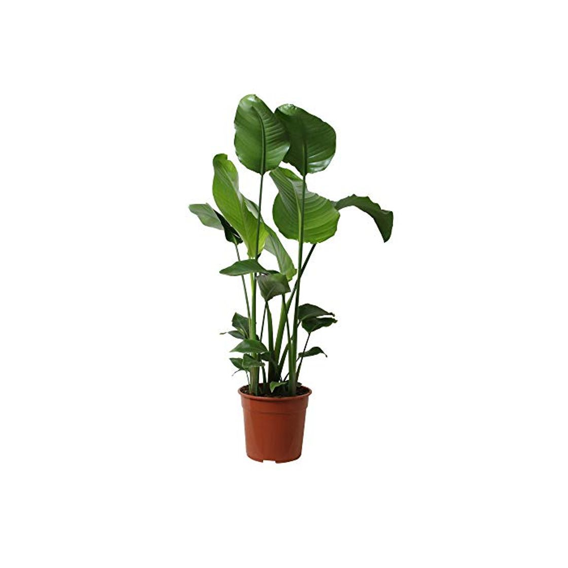 Product Planta de interior de Botanicly – Estrelitzia – Altura