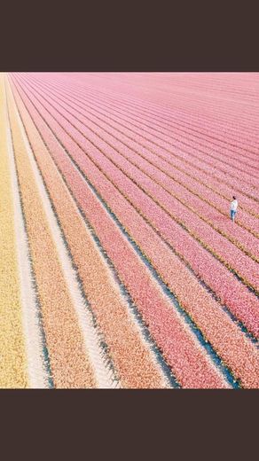 Tulip fields