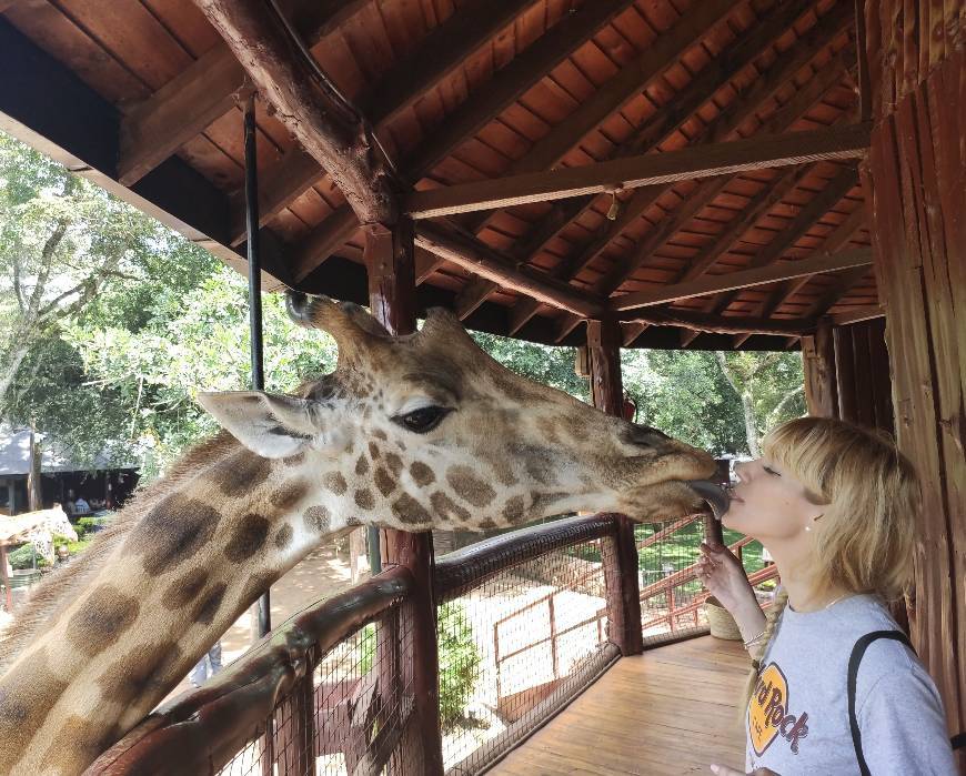 Place Giraffe Manor