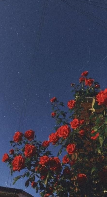 ✨