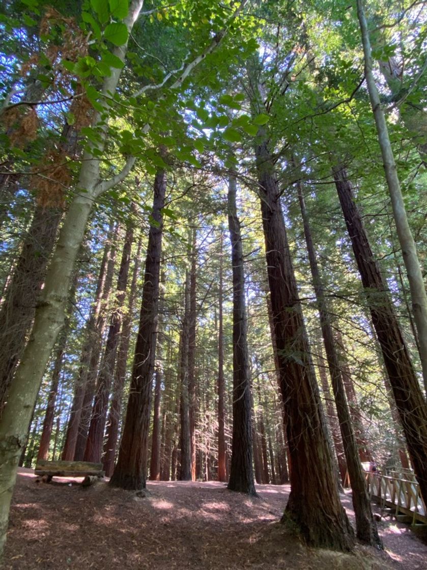 Lugar Monumento Natural de las Secuoyas del Monte cabezon