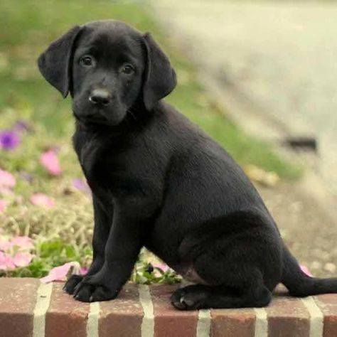 Products Cão Labrador 