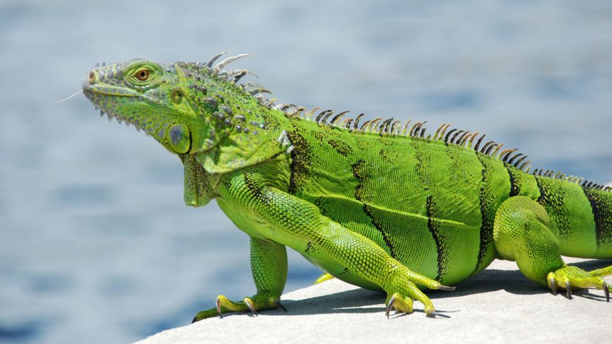 Products Iguana