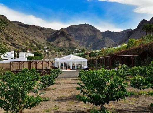 Finca Los Castanos Cafe de Agaete | Los Castaños Cafe S.L.