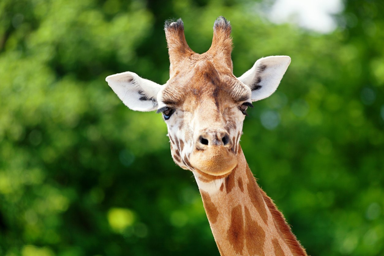 Social Girafa