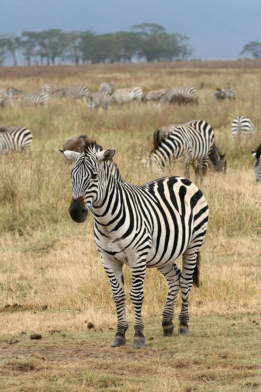 Social Zebra