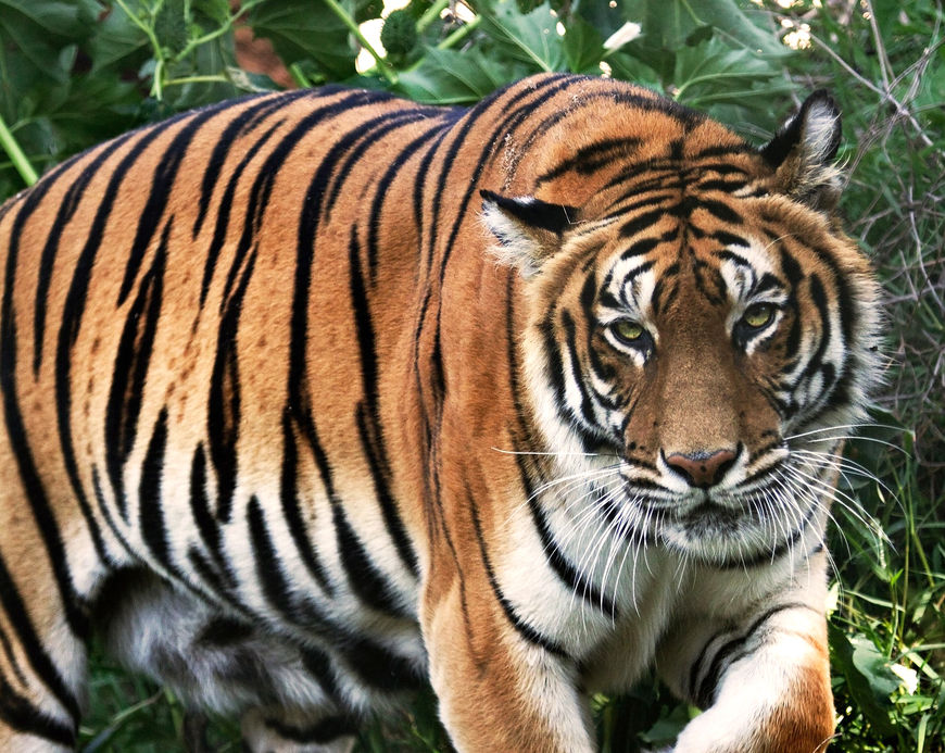 Social Tigre